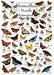 Butterflies of North America puzzle box with illustrations of butterflies of various species