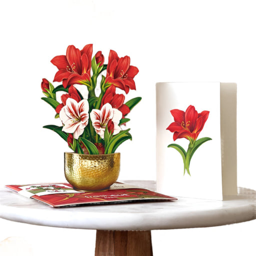 Mini Scarlet Amaryllis Pop-Up Bouquet w/ Note Card