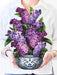 Garden Lilacs Pop-Up Bouquet w/ Note Card