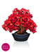 Red Maple Tree Pop-Up Bouquet w/ Note Card