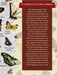 Butterflies of North America puzzle box with illustrations of butterflies of various species