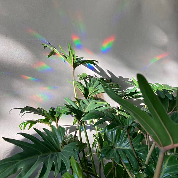 Rainbow Maker Sticker - Assorted Styles