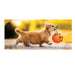 Trick or Treat Puppy Sassafras Mini Switch Doormat Insert