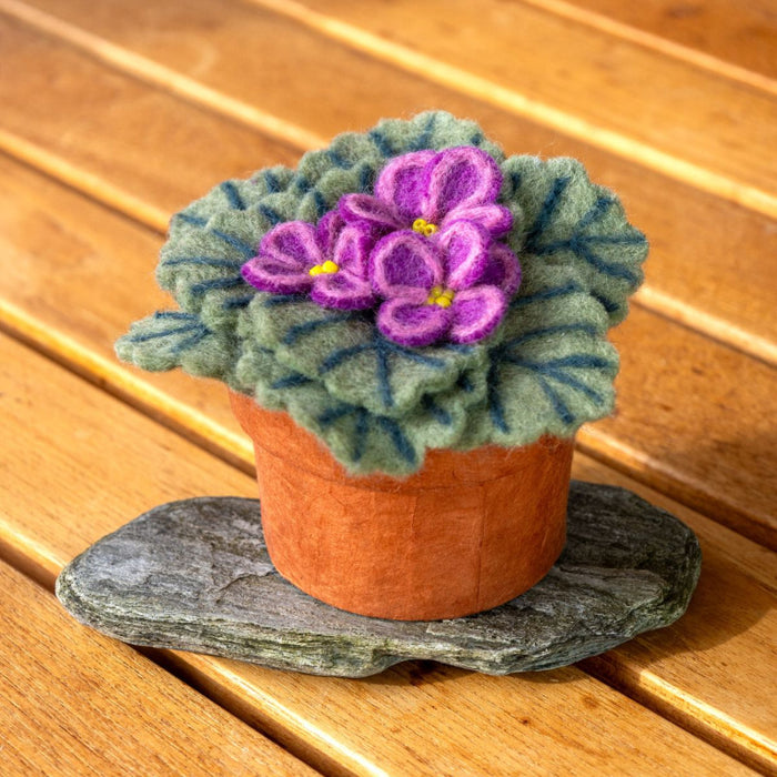 African Violet Potted Wool Plant