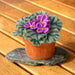 African Violet Potted Wool Plant