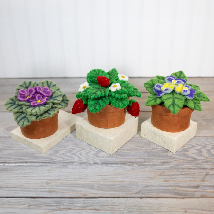 Potted Wool Plant display