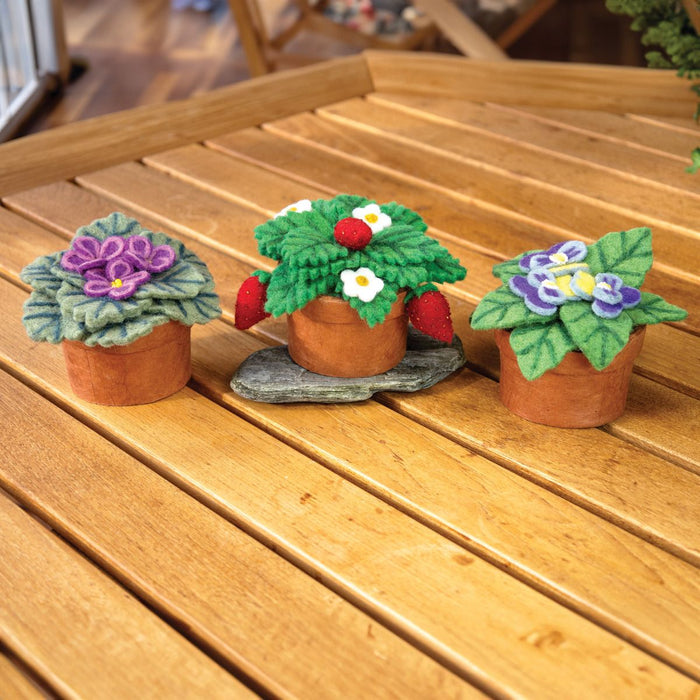 Potted Wool Plant display