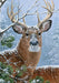 Winter Whitetail Flag