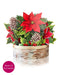 Birch Poinsettia Pop-Up Bouquet w/ Note Card