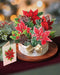 Birch Poinsettia Pop-Up Bouquet w/ Note Card