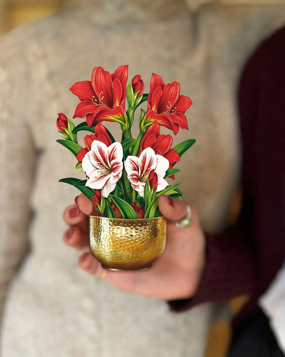 Mini Scarlet Amaryllis Pop-Up Bouquet w/ Note Card