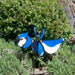 Blue Jay Baby Spinner