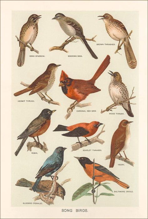 Songbird Species Postcard