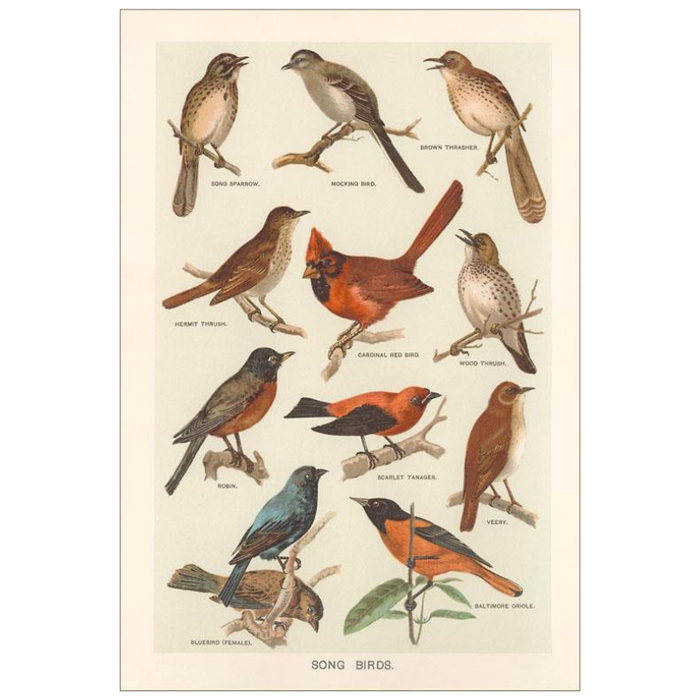 Songbird Species Postcard