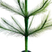 2 Foot Green Artificial Pampas Tree
