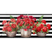 Striped Geraniums Mini Switch Doormat Insert