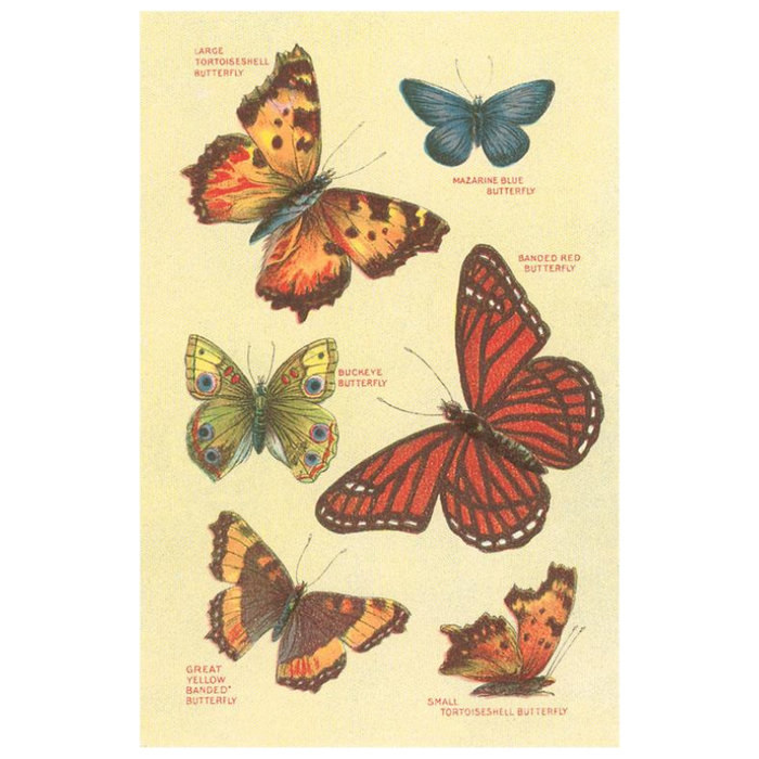 Butterfly Species PRINT