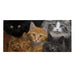 CATS! Sassafras Mini Switch Doormat Insert