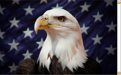 3x5' Starfield Eagle Nylon Flag