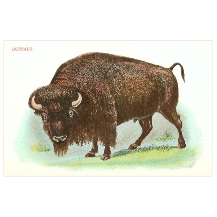 Watercolor Buffalo PRINT