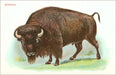 Watercolor Buffalo PRINT