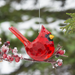 Elegant Cardinal Acrylic Ornament