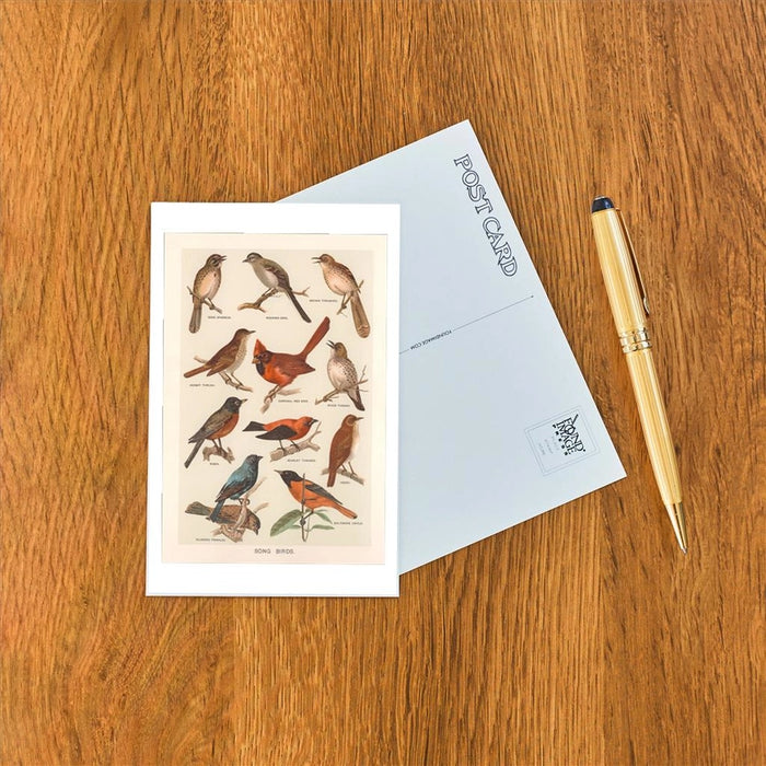 Songbird Species Postcard