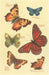 Butterfly Species PRINT