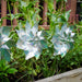 Silver Whirl Mylar Pinwheel