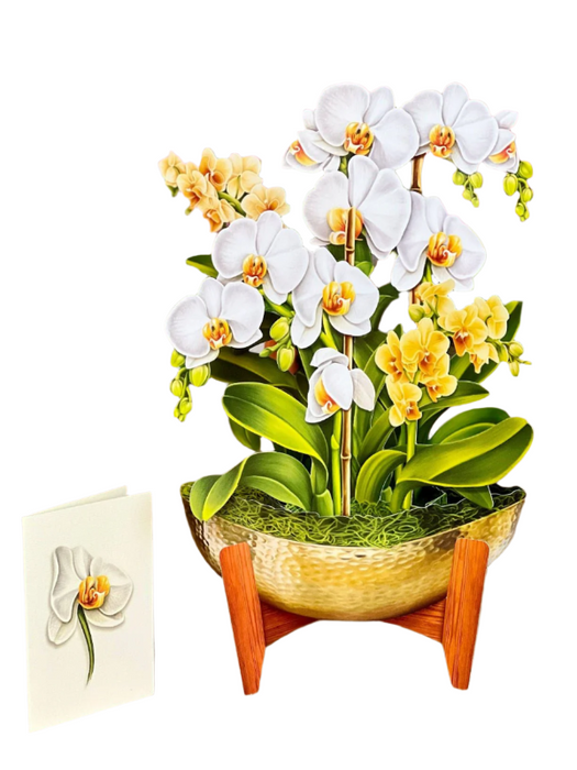 Serenity Orchid Pop-Up Bouquet w/ Note Card