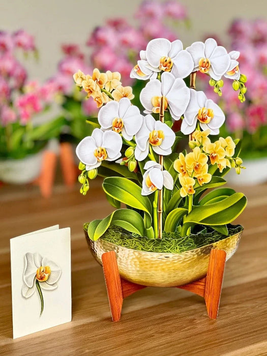 Serenity Orchid Pop-Up Bouquet w/ Note Card