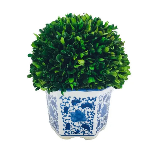 11" Naturally Preserved Boxwood Ball in Floral Ceramic Pot