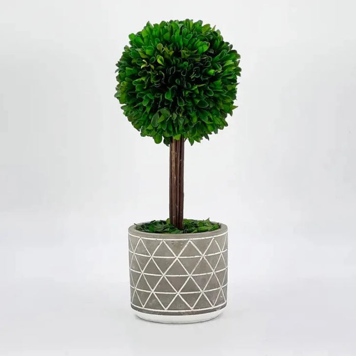 14" Naturally Preserved Boxwood Grey Pot Tree Topiary