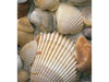 Sea Shells on the Beach Banner Flag
