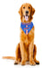 Buffalo Bills Pet Bandana