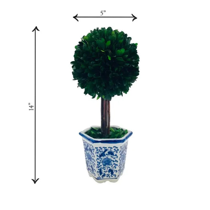 14" Naturally Preserved Boxwood Ceramic Pot Tree Topiary