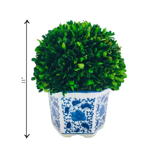 11" Naturally Preserved Boxwood Ball in Floral Ceramic Pot