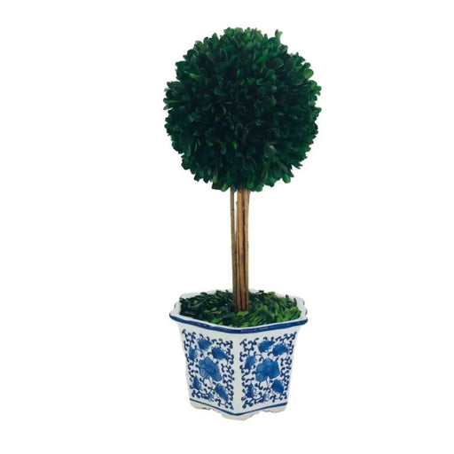 14" Naturally Preserved Boxwood Ceramic Pot Tree Topiary