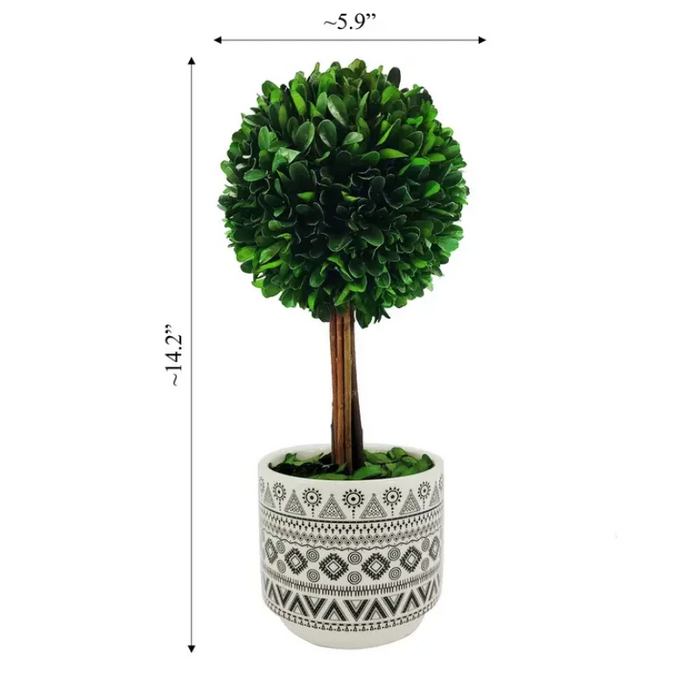 14" Naturally Preserved Boxwood Tree Boho Topiary