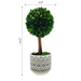 14" Naturally Preserved Boxwood Tree Boho Topiary