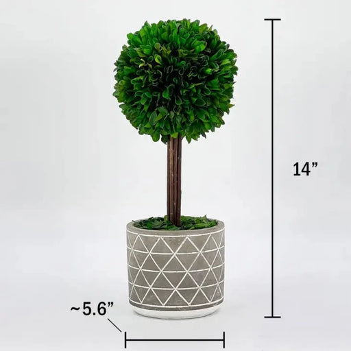 14" Naturally Preserved Boxwood Grey Pot Tree Topiary