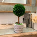 14" Naturally Preserved Boxwood Tree Boho Topiary