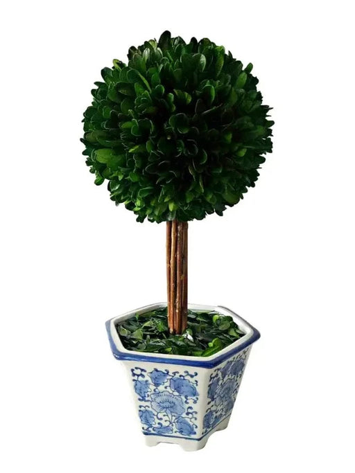 14" Naturally Preserved Boxwood Ceramic Pot Tree Topiary