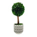 14" Naturally Preserved Boxwood Tree Boho Topiary