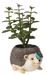 Hedgehog Succulent Planter
