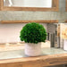 9.5" Naturally Preserved Boxwood Ball Slat Pot