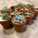 Mini Potted Succulent Candles - Made in the USA